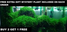 BUY 2 GET 1 FREE Live Aquarium Plant Aquatic Plants Java Moss planted tank fish