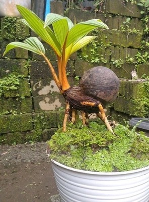 Coco Bonsai-Live Sprouted Dwarf Coconut Palm  Bonsai Style for Indoor Pots  | eBay