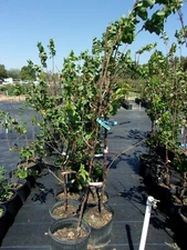 GOLD KIST APRICOT 4-6 FT TREE Healthy Fruit Trees Plant Sweet Juicy Apricots NOW