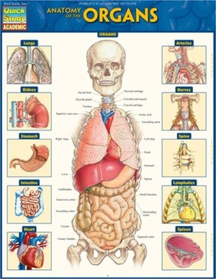 Anatomy of the Organs: Quickstudy Laminated Reference Guide (Poster)