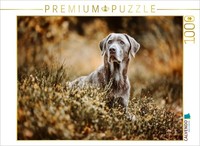 Calvendo Puzzle Labrador Retriever In The Forest | 1000 Pieces, Finished Size 25
