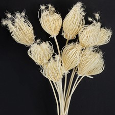 Filigrane dekorative Fenchelstiele f&uuml;r edle Trockenblumen-Arrangements, 10