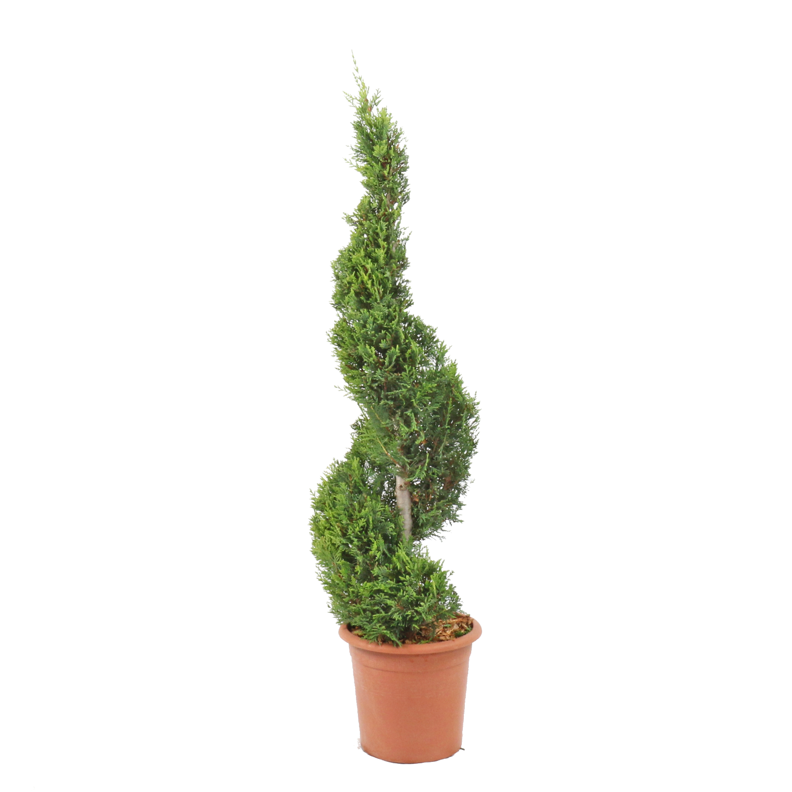 Cupressocyparis Leylandii Castlewellan Gold - Cipresso a Spirale - KENTIS