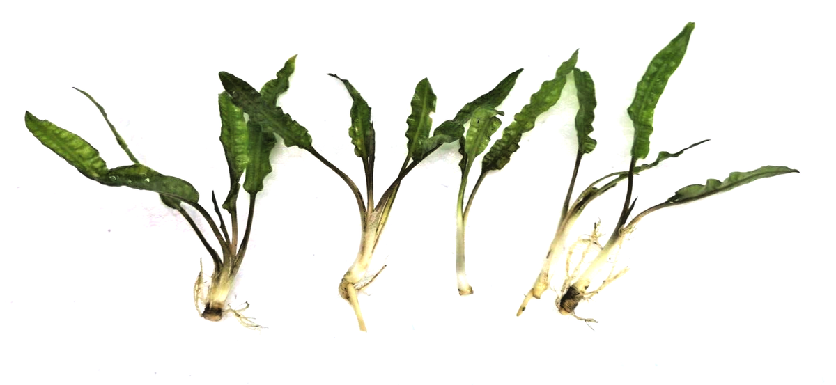 5 x Cryptocoryne usteriana green Aquarium Plant RARE live aquarium