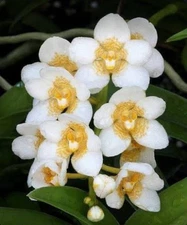 Sarcochilus Newbold Frostbite Yellow White Orchid Hybrid DIVISIONS 2” Pot (CJ5)