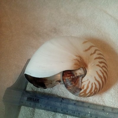Real Tiger Chambered Nautilus Shell Natural Brown Rare Real Seashell 6'' Inch