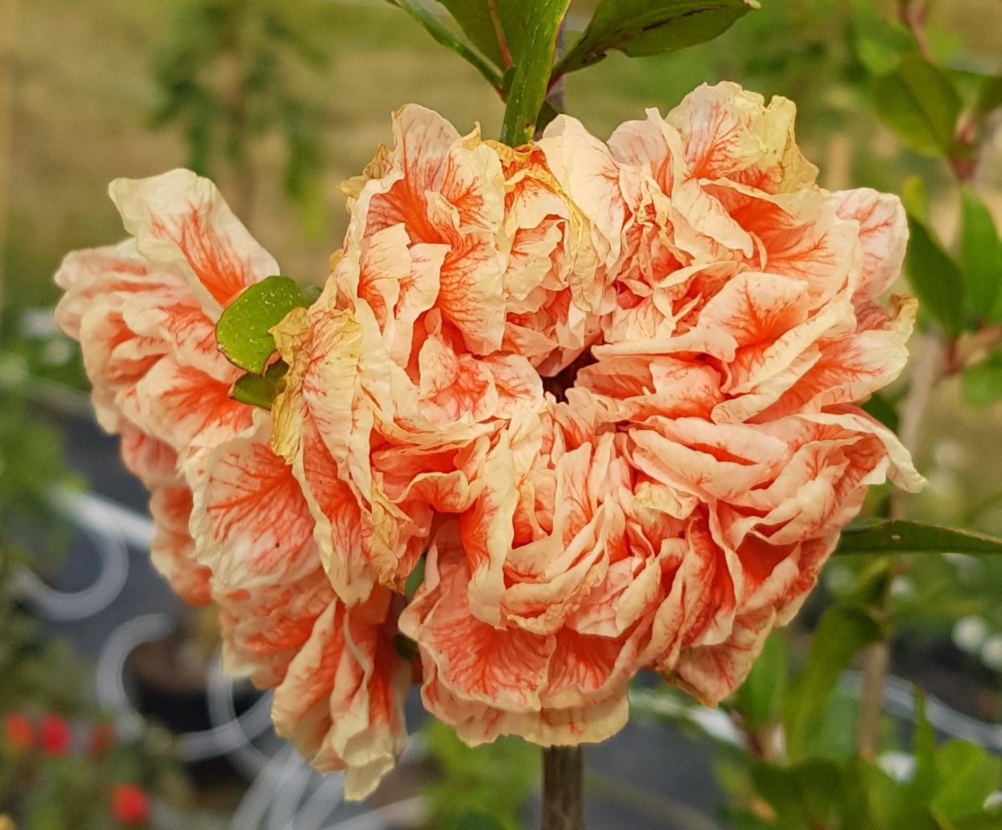 Grand grenadier à fleurs Legrelliae pour ombrager une terrasse ensoleillée
