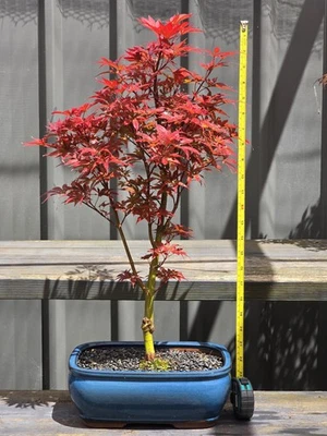 Large Skeeter’s Broom Maple Bonsai FREE EXPRESS POST - image 1 of 4