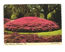 Orton Plantation Wilmington North Carolina vintage postcard unposted
