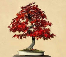 30 Red Maple Bonsai Tree Seeds Made in USA Ships from Iowa