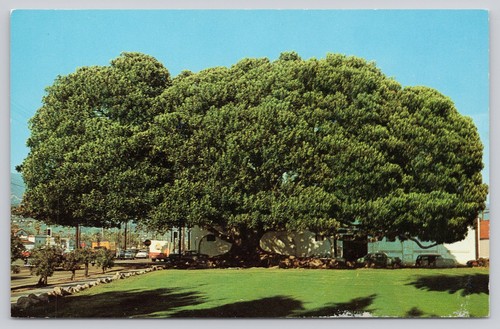 Vintage Moreton Bay Drzewo figowe Santa Barbara Fotochromatyczna pocztówka - Zdjęcie 1 z 2