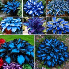 Mixrug Hosta Seeds for Planting, 297 pcs Rare Perennial Hosta Flower Seeds, N...