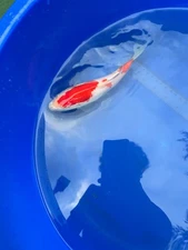 Japanese Kohaku 7 inch Koi