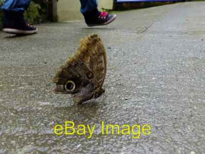 Photo 6x4 Owl butterfly Caligo Eurilochus a native of South America. c2013