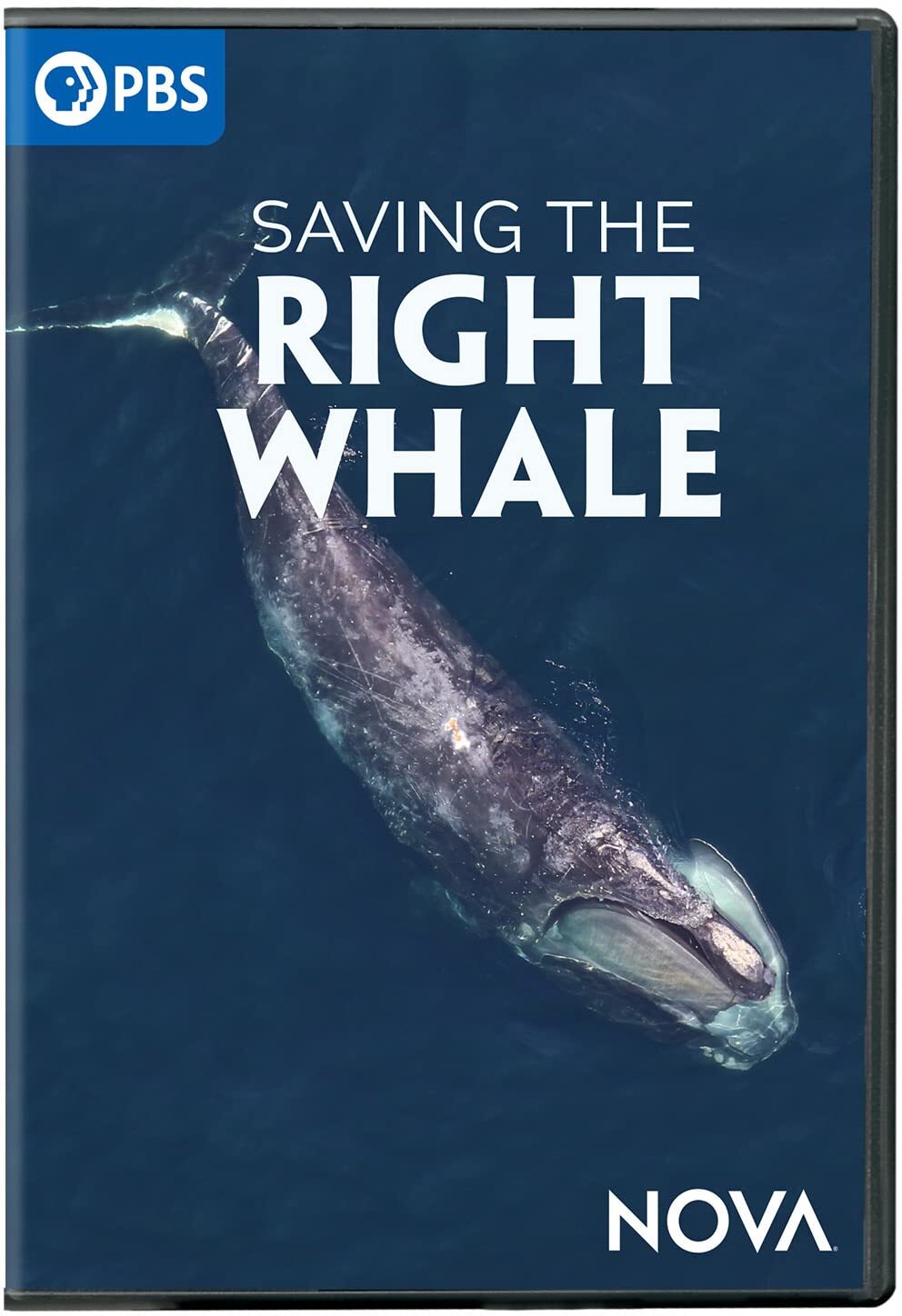 NOVA: Saving The Right Whale (DVD)
