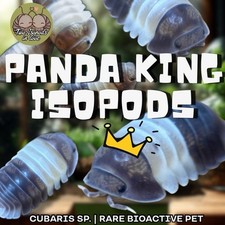 30 Panda King Isopods  Cubaris sp.  Rare Pet Isopod  Bioactive CUC Display