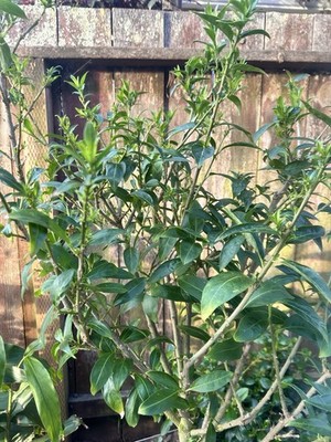 10x Night Blooming Jasmine Stems Cuttings