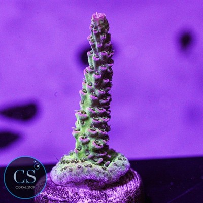 CS TCK Skywalker Acro - WYSIWYG Live Coral