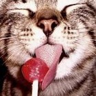 nubbinthecat