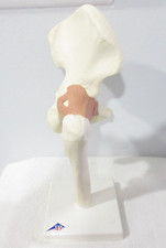 3B SCIENTIFIC HUMAN HIP JOINT ANATOMY MODEL MADE IN GERMANY