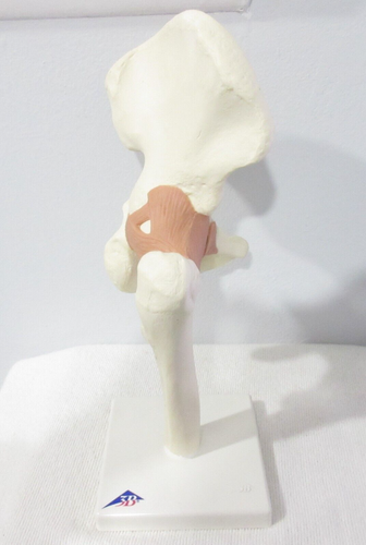 3B SCIENTIFIC HUMAN HIP JOINT ANATOMY MODEL MADE IN GERMANY - Picture 1 of 8
