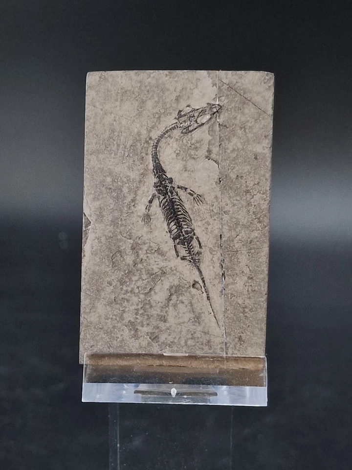 Baby Keichousaurus Drachen Dinosaurier Fossil Meeresreptil  - Bild 2 von 4