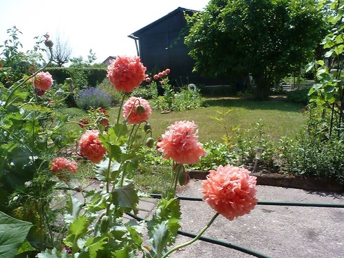 Rosa Mohn Samen 🌸, 100+ Samen aus dem eigenen Garten 🌼 - Bild 15 von 21