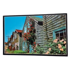 Postcard Roses On Bearskin Neck Cape Ann Rockport Massachusetts Chrome Unposted