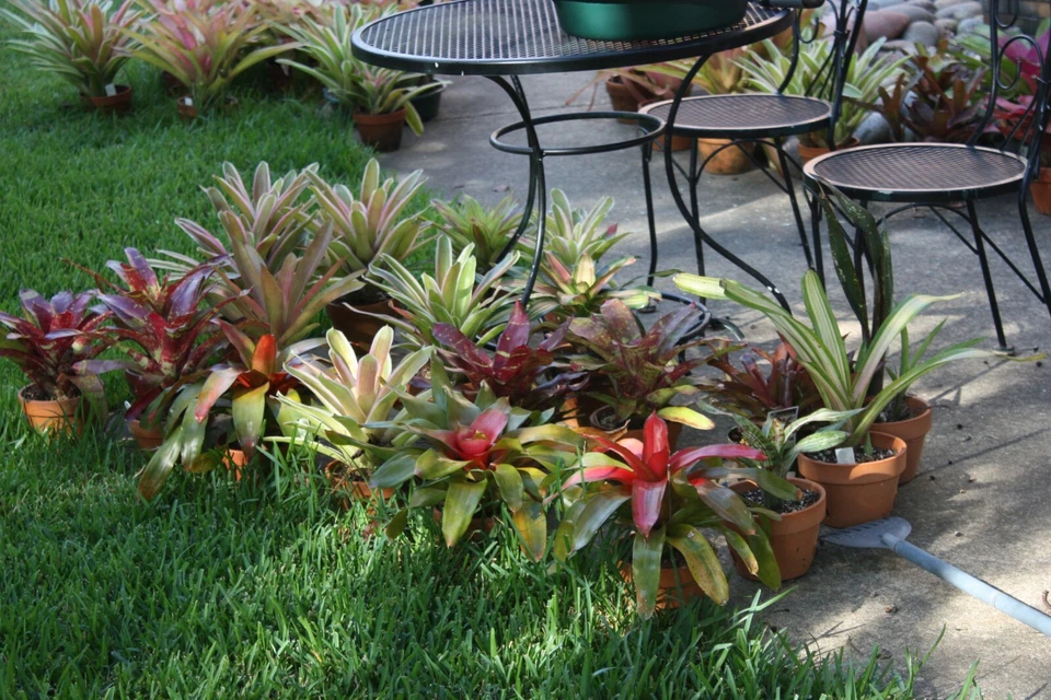 Lote de 12 bromelias surtido mezcla cachorros neoregelia vriesea billbergia Foto 2 de 4