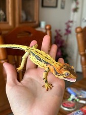 CRESTED GECKO Gecko Reptile Gachapon Toy From...