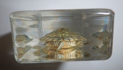 73x40x20 Mm Water Slider Turtle In Clear Paperweight Education Specimen - Picture 7 of 10