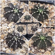 Gymnocalycium Stenopleurum VOS1241 2  Cactus, Rare, Collector, Plant, Easy Care