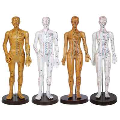52Cm Female/Male Meridians Chinese Medicine Human Whole Body Acupuncture Model