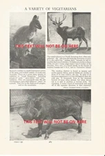 A VARIETY OF VEGETARIANS KANGAROO DEER WARHOG  ILLUSTRATION PRINT