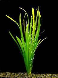 2 Jungle Vals - Buy 2 GET 1 FREE - Italian Val Vallisneria Live Aquarium Plants - Picture 11 of 12