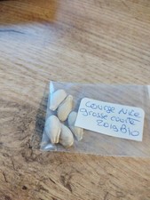 Lot 5 Véritables Graines Courage De Nice Bio