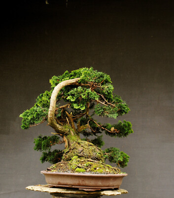 Bonsai outdoor winterhart Muschelzypresse Chamaecyparis obtusa H65 B75 D21  cm | eBay.de