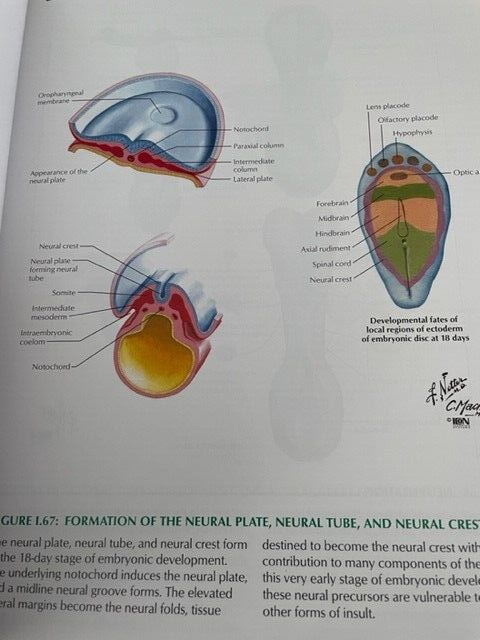 Netter Basic Science: Netter's Atlas of Human Neuroscience by David L ...