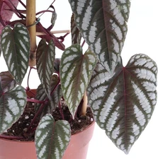 Rex Begonia Vine - Live Starter Plant in a 2 Inch Growers Pot - Cissus...