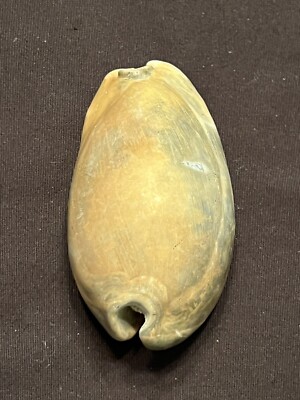 EXTINCT Fossilized COWRIE Shell ( Akleistostoma Rugostoma ) From Central Florida