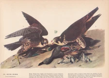 Audubon 1942 Vintage Birds #16 "Duck Hawk" Full Color Art Plate Lithograph