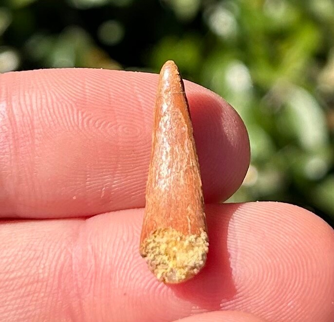 Pterosaur Flying Dinosaur Tooth Fossil Morocco Cretaceous Age Kem Kem