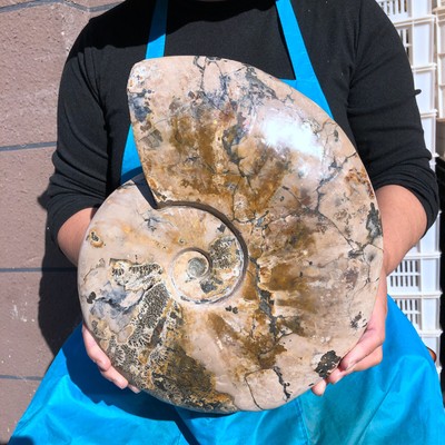 13.35LB Natural Beautiful Fossil Conch Slice Crystal Mineral Specimen 2260