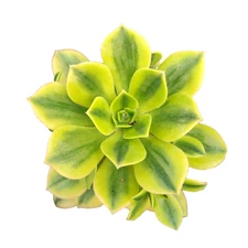 Aeonium 'Floresens' Succulent Plant
