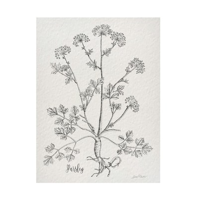 Trademark Fine Art Canvas Wall Art - Jean Plout 'Botanical Studies on Paper B...
