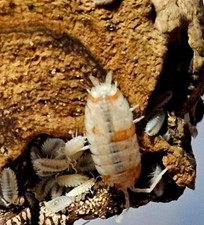 15 Orange Dalmatian ISOPODS Porcellio Scaber Bioactive Clean up crew- Feeder-