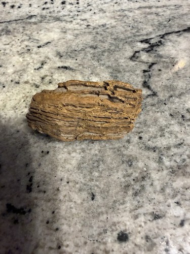 FOSSIL SEA SPONGE beautiful Specimen! Silicified stromatoporoid