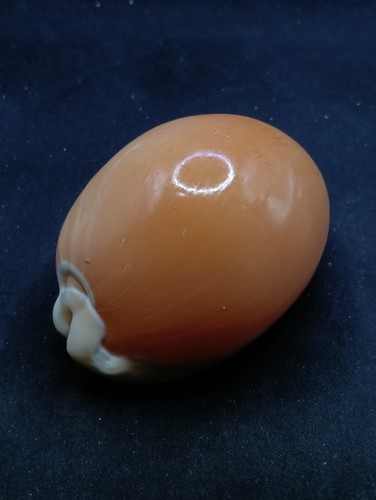 Giant cypraea Aurantium. 100mm. Sea shells Golden Cowrie Collector #13298 - Picture 6 of 7