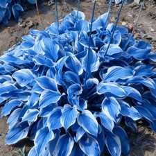 310 Hosta Seeds for Planting, Perennial Blue Seed, Attract