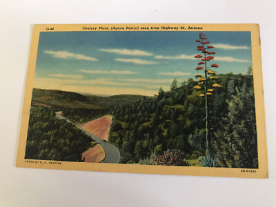 Century Plant Agave Parryl Seen from Highway 60 Arizona Postcard